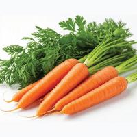 Carrot
