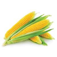 Sweet corn