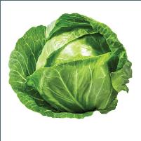 Cabbage