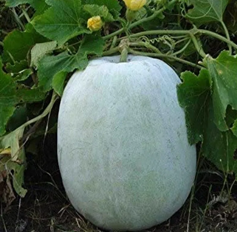 ash-gourd