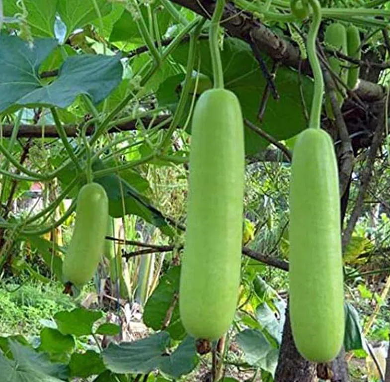 bottle-gourd