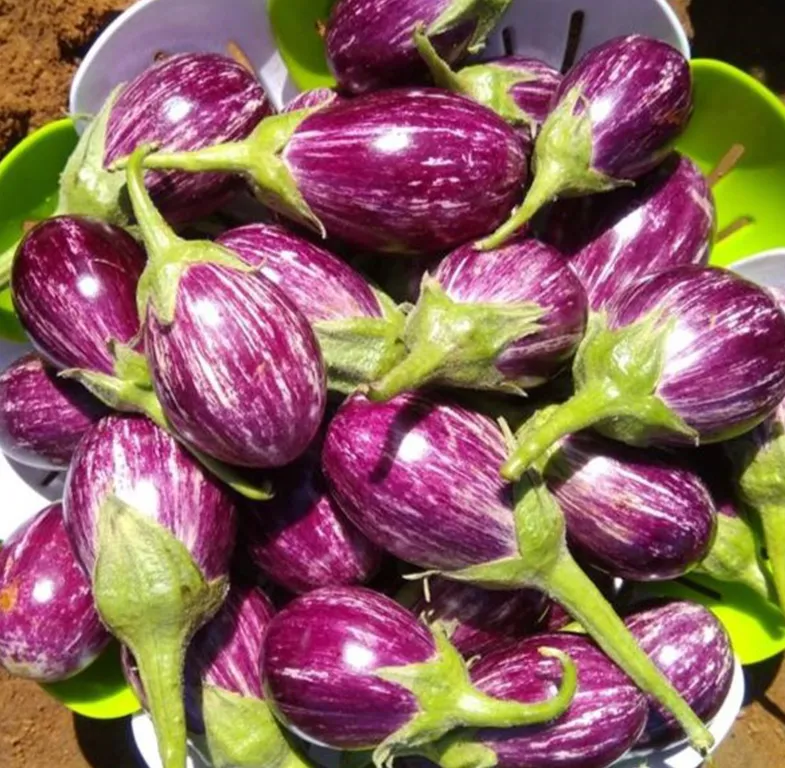 brinjal