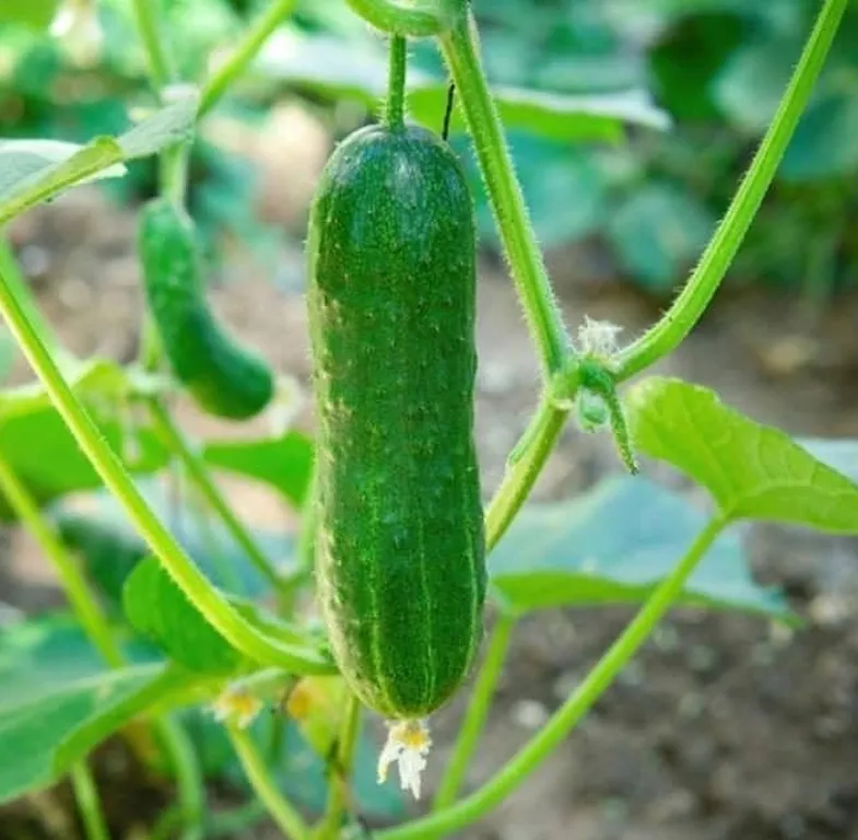 cucumber