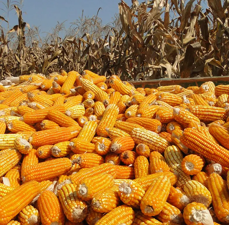 maize