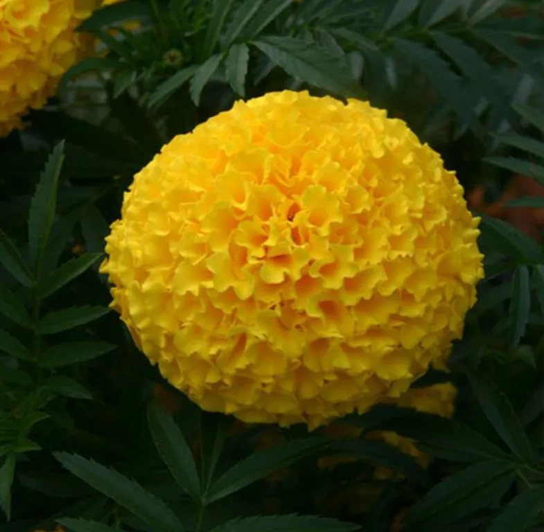 marigold