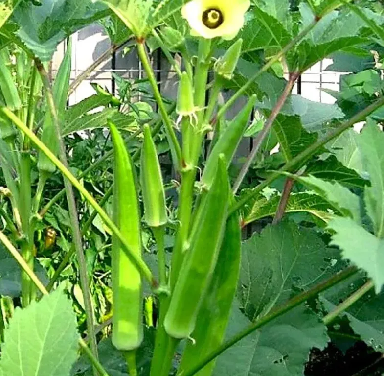 okra