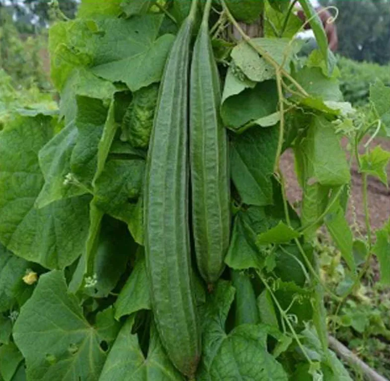 ridge-gourd