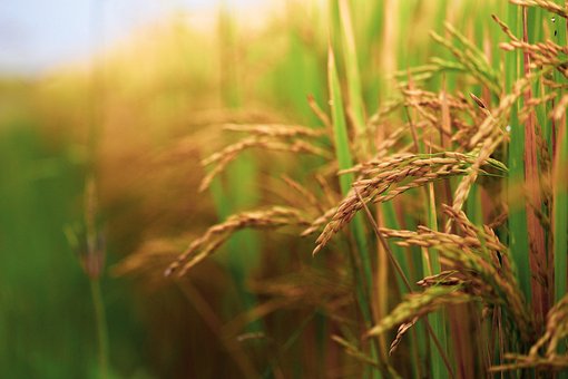 Field crops