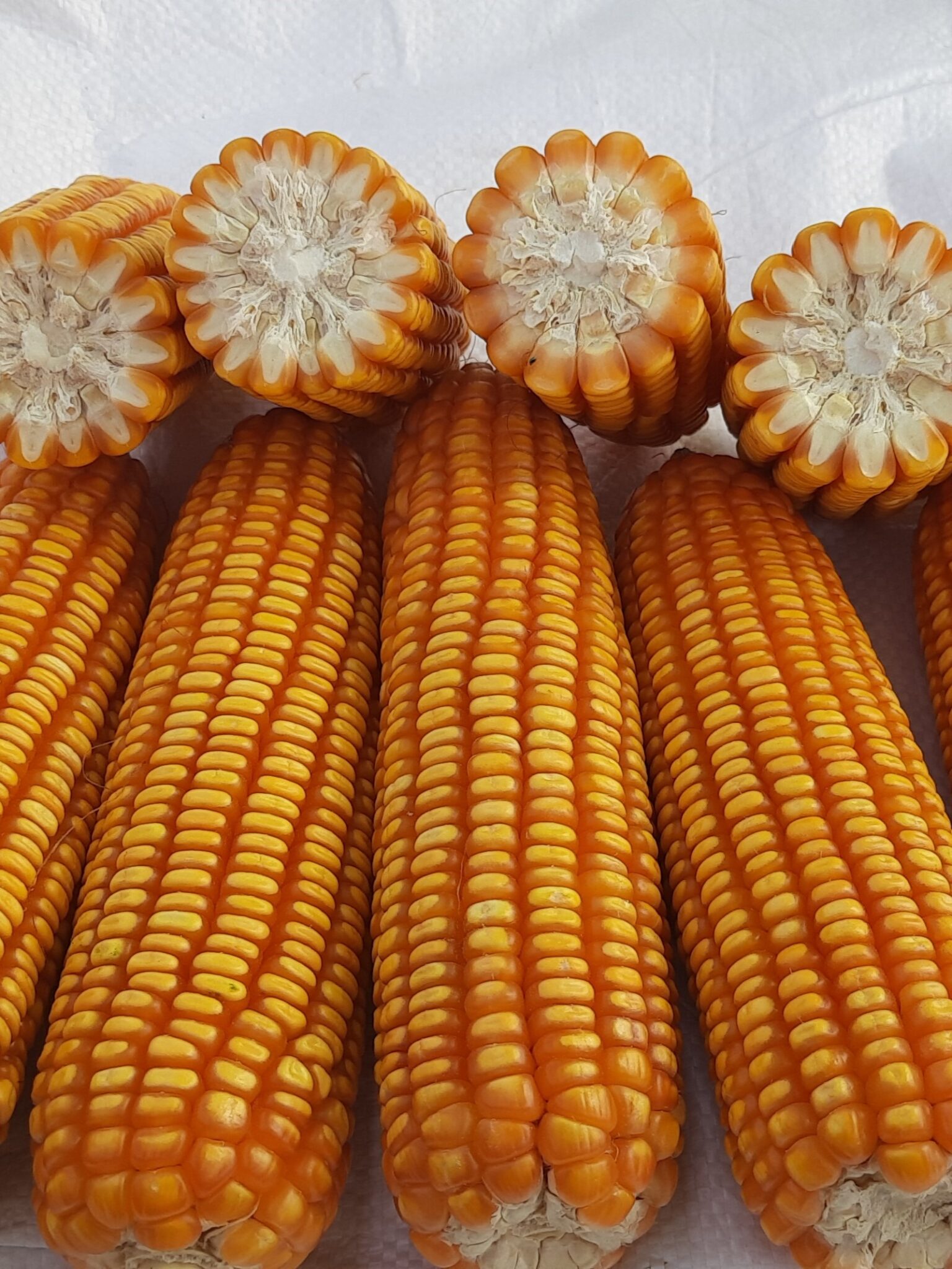 I-CORN4455 (1)