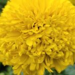 Marigold Chrymery