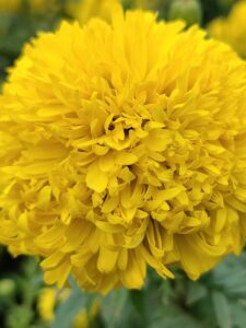 Marigold Chrymery