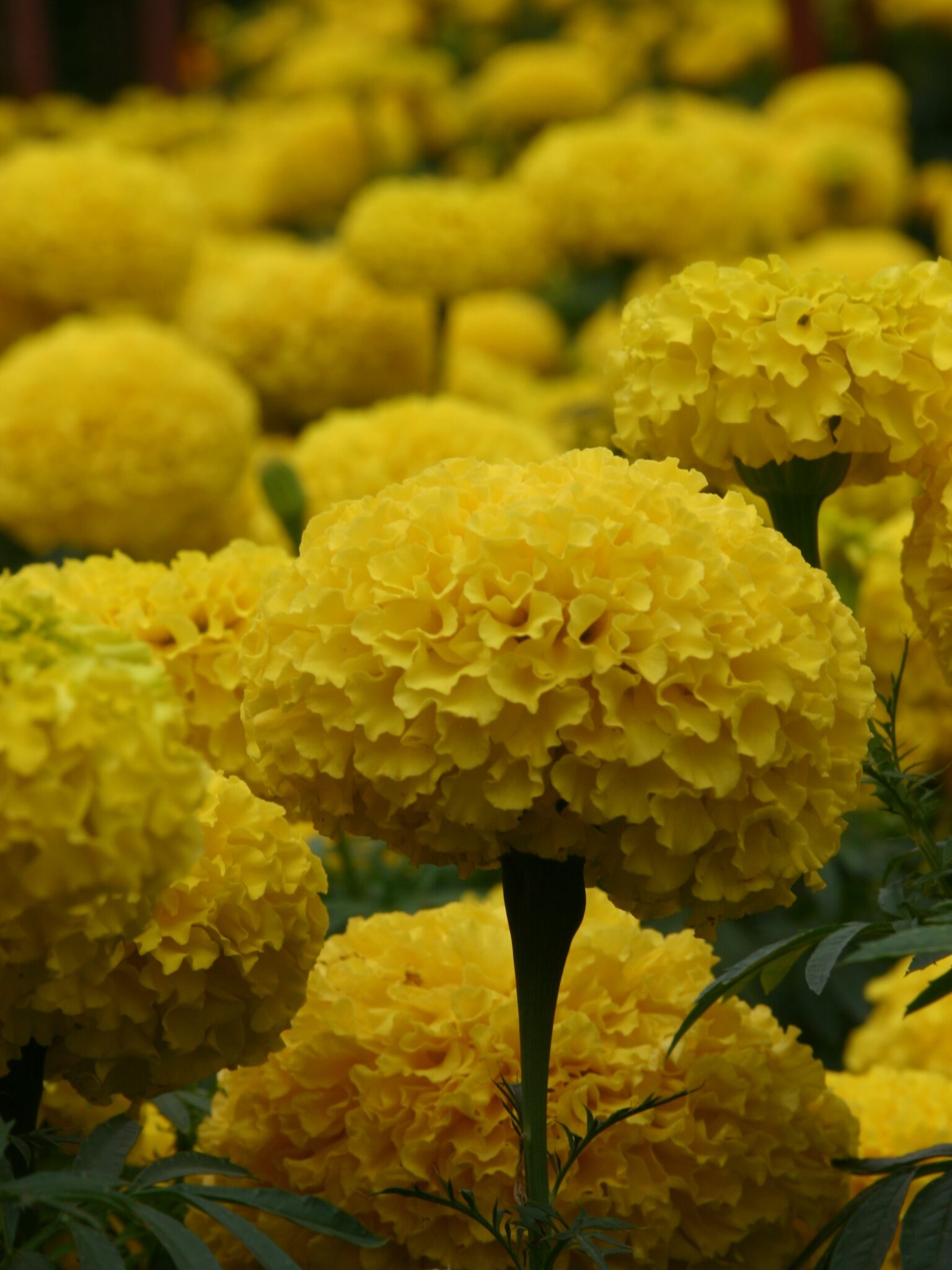 Marigold Yellow