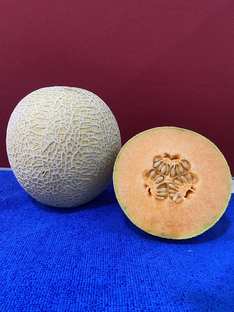 iandbseeds CANTALOUPE 1901 main